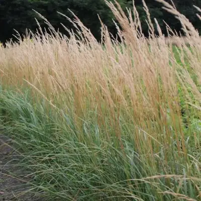 Вейник КАРЛ ФОРСТЕР остроцветковый в Минске