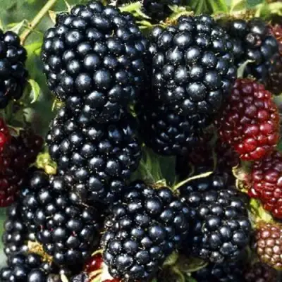 Ежевика ЭВЕРГРИН бесшипная  в Минске