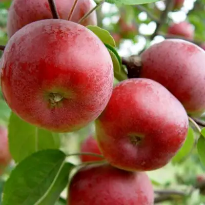 Яблоня ПОСПЕХ в Минске