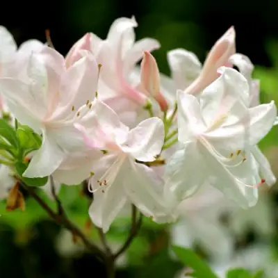 Азалия УАЙТ ЛАЙТС листопадная в Минске