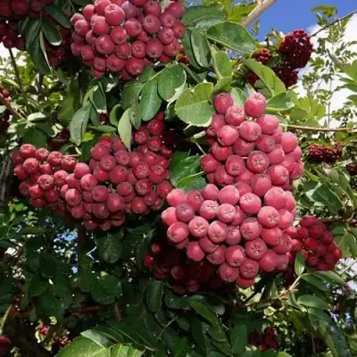 Рябина ТИТАН сладкоплодная  в Минске