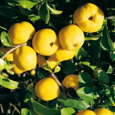 Айва ЦЕЗАРЬ в Минске