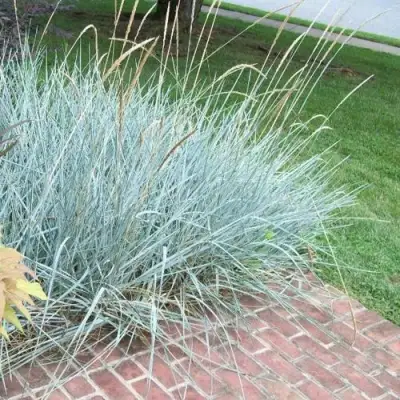 Элимус БЛЮ ДЮН песчаный в Минске