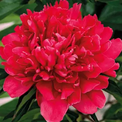 Пион ГЕНЕРАЛ МАК-МАГОН травянистый в Минске