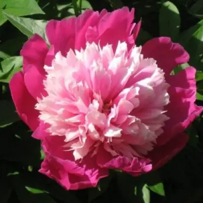 Пион КАПЛЯ РОСЫ травянистый в Минске