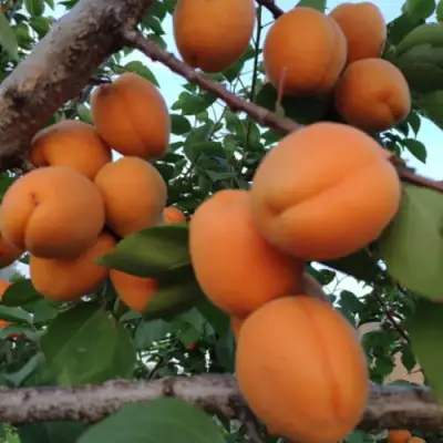 Абрикос ГОЛД РИЧ в Минске