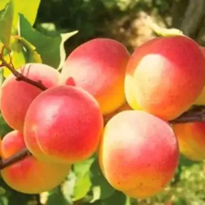 Абрикос NJA-19 в Минске