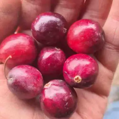 Клюква БАИН 6 в Минске