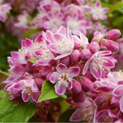 Дейция СТРОБЕРРИ ФИЛДС  в Минске