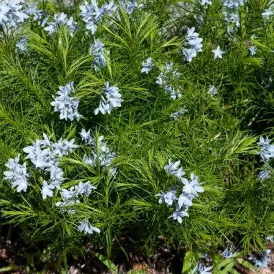 Амсония РЕСНИТЧАТАЯ в Минске