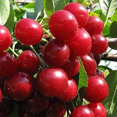 Вишня ГЛУБОКСКАЯ в Минске