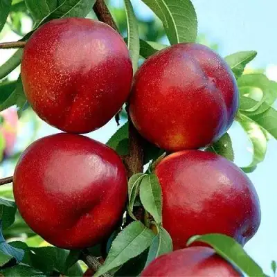 Нектарин БИГ-ТОП в Минске