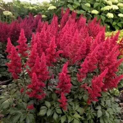 Астильба ФАНАЛ в Минске