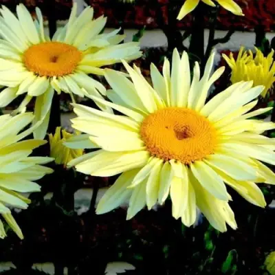 Нивяник БРОДВЕЙ ЛАЙТС великолепный в Минске