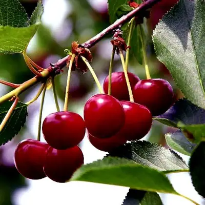 Вишня РИВАЛ в Минске