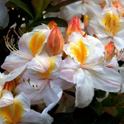 Азалия СИЛЬВЕР СЛИППЕР листопадная в Минске