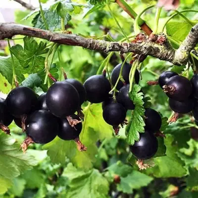 Йошта КРЫМСКАЯ в Минске