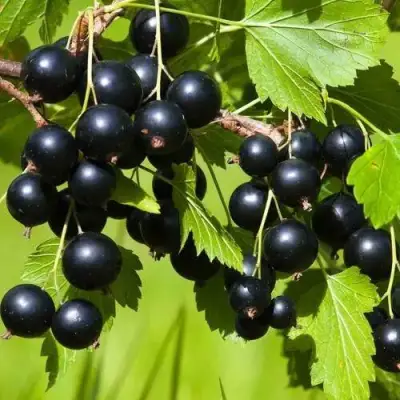 Смородина чёрная БЕЛОРУССКАЯ СЛАДКАЯ в Минске