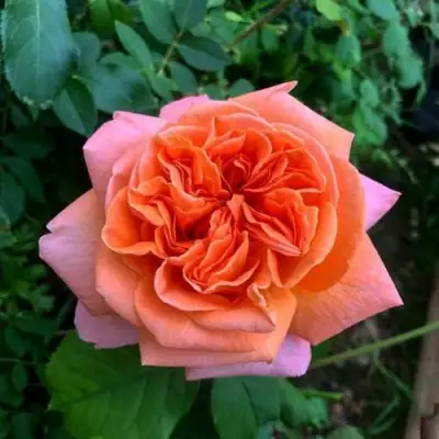 Роза РЕНЕ ГОССИНИ чайно-гибридная в Минске