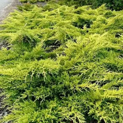 Можжевельник ОЛД ГОЛД средний в Минске