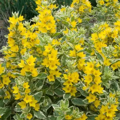 Вербейник АЛЕКСАНДР точечный в Минске