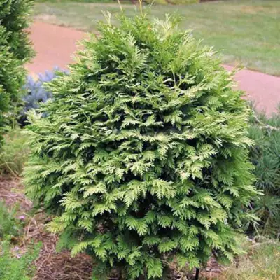 Туя ВАРЕАНА ЛЮТЕСЦЕНС западная в Минске