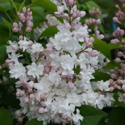 Сирень КРАСАВИЦА МОСКВЫ в Минске