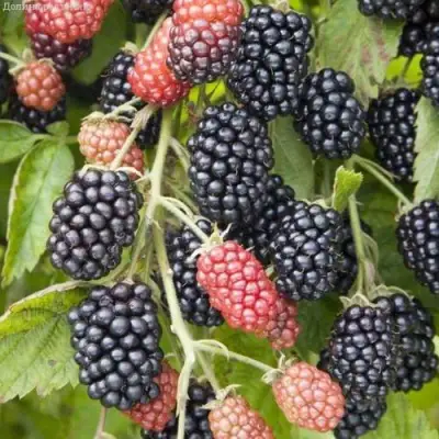 Ежевика НЕБЕСА МОГУТ ПОДОЖДАТЬ бесшипная  в Минске