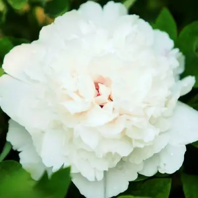 Пион СНЕЖНАЯ КРЕПОСТЬ древовидный в Минске