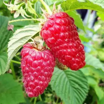 Малина ПШЕХИБА в Минске