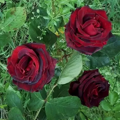 Роза ПАПА МЕЙЯН чайно-гибридная в Минске