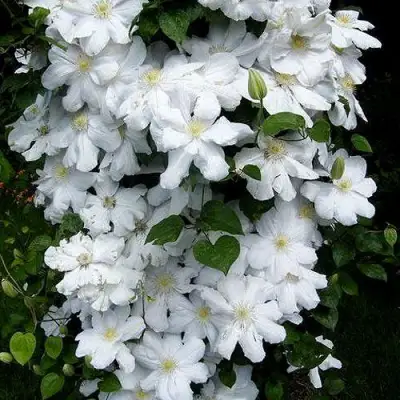 Клематис ТОКИ в Минске