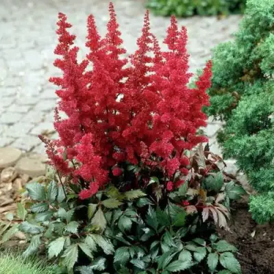 Астильба ГРАНАТ Арендса в Минске