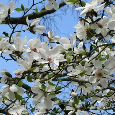 Магнолия АЛЬБА СУПЕРБА в Минске