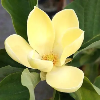 Магнолия ЕЛЛОУ ЛАНТЕРН в Минске