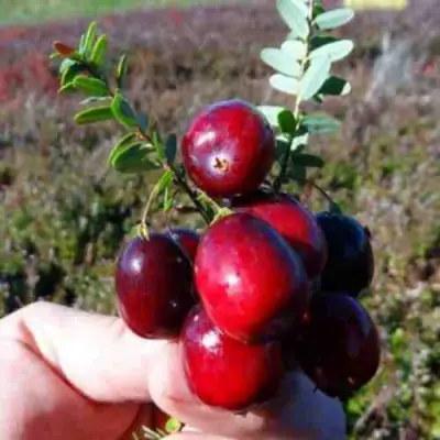 Клюква СТАНКОВИЧ в Минске