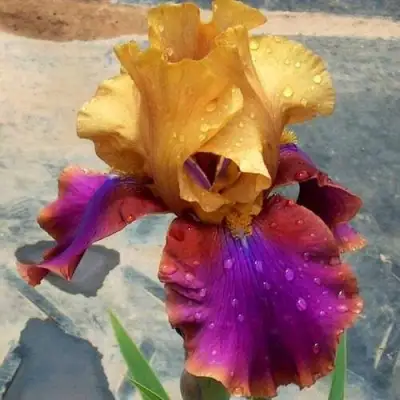 Ирис ГАЛА МАДРИД бородатый в Минске