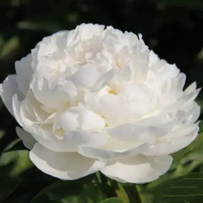 Пион СНЕЖНАЯ КРЕПОСТЬ древовидный в Минске