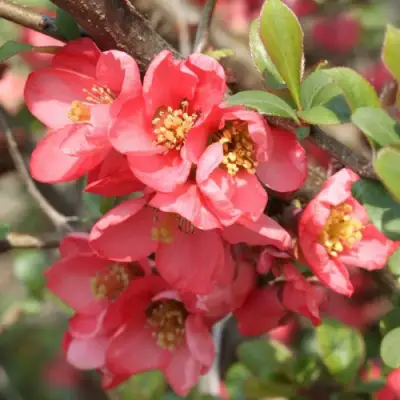 Айва ПИНК КВИН в Минске