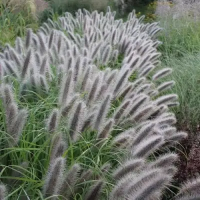 Пеннисетум БЛЭК БЬЮТИ в Минске