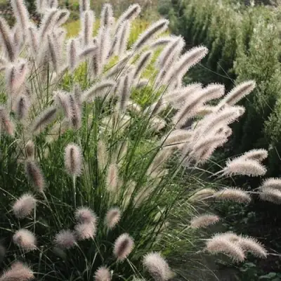 Пеннисетум ЛЕДИ Ю в Минске