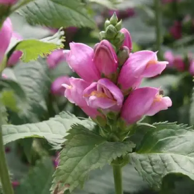 Хелоне КОСАЯ в Минске