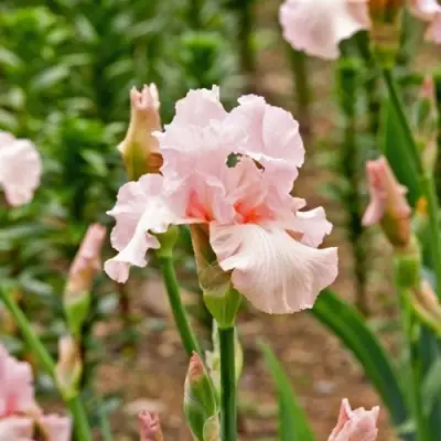 Ирис ПИНК ХОРАЙЗОН бородатый в Минске