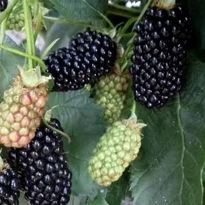 Ежевика ПРАЙМ АРК ФРИДОМ ремонтантная  в Минске