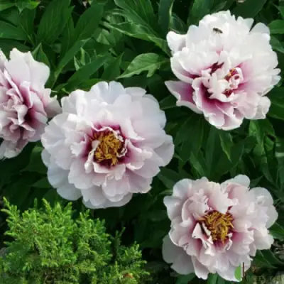 Пион КОРА ЛУИЗА ито-гибрид в Минске