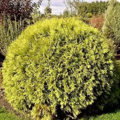 Туя ГЛОБОЗА АУРЕА западная в Минске