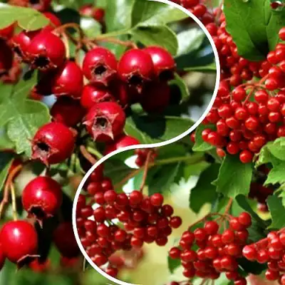 Комплект БУДЬ ЗДОРОВ в Минске