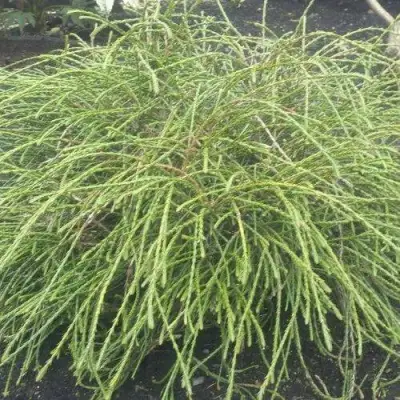 Туя ФИЛИФОРМИС   в Минске