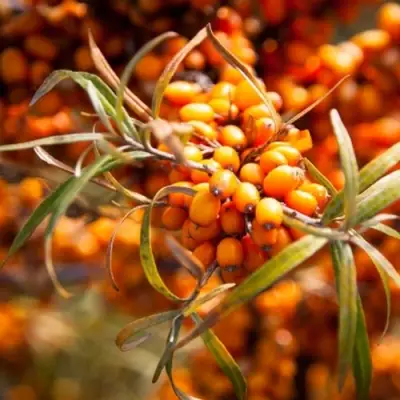 Облепиха ФИНСКАЯ в Минске