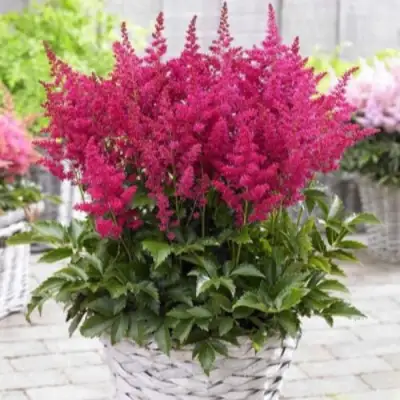 Астильба ЛАКИ ДЕЙ Арендса в Минске